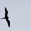 Magnificent Frigatebird